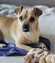 PHILIPPO, Hund, Mischlingshund in Herten - Bild 3