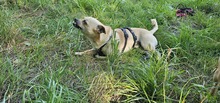 PHILIPPO, Hund, Mischlingshund in Herten - Bild 4