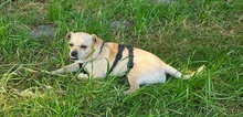 PHILIPPO, Hund, Mischlingshund in Herten - Bild 5