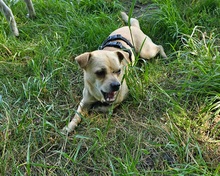 PHILIPPO, Hund, Mischlingshund in Herten - Bild 6