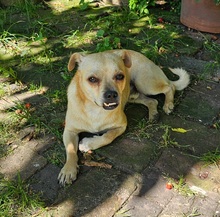 PHILIPPO, Hund, Mischlingshund in Herten - Bild 7
