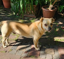 PHILIPPO, Hund, Mischlingshund in Herten - Bild 8