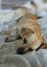 PHILIPPO, Hund, Mischlingshund in Herten - Bild 9