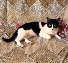 PENI, Katze, Europäisch Kurzhaar in Berlin - Bild 2