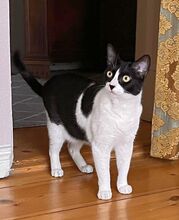 PENI, Katze, Europäisch Kurzhaar in Berlin - Bild 3