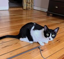 PENI, Katze, Europäisch Kurzhaar in Berlin - Bild 5