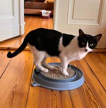 PENI, Katze, Europäisch Kurzhaar in Berlin - Bild 6