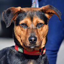 TORQUE, Hund, Mischlingshund in Spanien - Bild 1