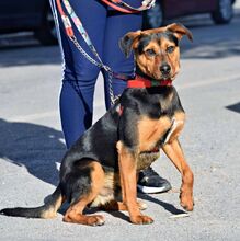 TORQUE, Hund, Mischlingshund in Spanien - Bild 2