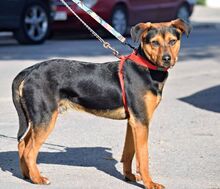TORQUE, Hund, Mischlingshund in Spanien - Bild 3