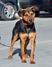 TORQUE, Hund, Mischlingshund in Spanien - Bild 4