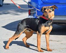 TORQUE, Hund, Mischlingshund in Spanien - Bild 5