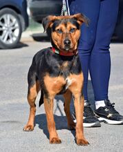 TORQUE, Hund, Mischlingshund in Spanien - Bild 6
