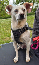 PEPE, Hund, Mischlingshund in Werneck - Bild 1