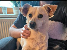 PEPE, Hund, Mischlingshund in Werneck - Bild 2