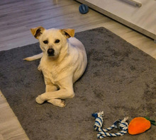 PEPE, Hund, Mischlingshund in Werneck - Bild 4