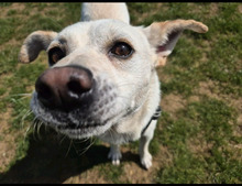 PEPE, Hund, Mischlingshund in Werneck - Bild 5