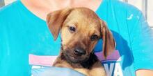 GARIBALDIPICCOLO, Hund, Mischlingshund in Italien - Bild 1