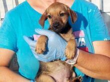 GARIBALDIPICCOLO, Hund, Mischlingshund in Italien - Bild 2