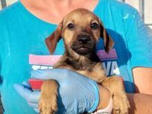 GARIBALDIPICCOLO, Hund, Mischlingshund in Italien - Bild 3