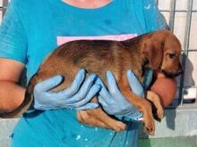 GARIBALDIPICCOLO, Hund, Mischlingshund in Italien - Bild 4