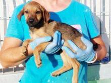 GARIBALDIPICCOLO, Hund, Mischlingshund in Italien - Bild 5