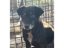 RENEO, Hund, Mischlingshund in Rumänien - Bild 1