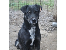 RENEO, Hund, Mischlingshund in Rumänien - Bild 2