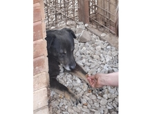 RENEO, Hund, Mischlingshund in Rumänien - Bild 3