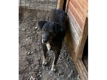 RENEO, Hund, Mischlingshund in Rumänien - Bild 4