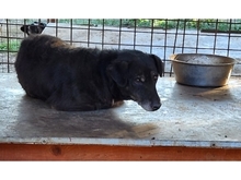 RENEO, Hund, Mischlingshund in Rumänien - Bild 5