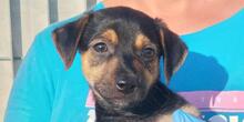 GASGAS, Hund, Mischlingshund in Italien - Bild 1