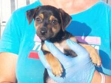 GASGAS, Hund, Mischlingshund in Italien - Bild 2
