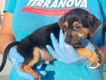 GASGAS, Hund, Mischlingshund in Italien - Bild 3