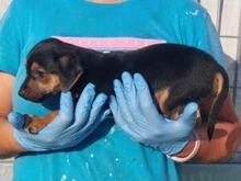GASGAS, Hund, Mischlingshund in Italien - Bild 4