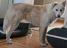 JORDIS, Hund, Mischlingshund in Kolkwitz - Bild 3