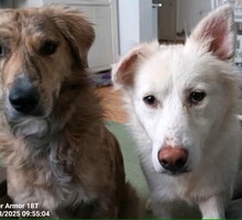 JORDIS, Hund, Mischlingshund in Kolkwitz - Bild 4