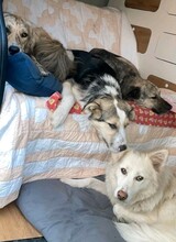 JORDIS, Hund, Mischlingshund in Kolkwitz - Bild 5