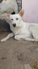 JORDIS, Hund, Mischlingshund in Kolkwitz - Bild 7