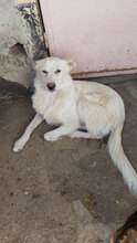JORDIS, Hund, Mischlingshund in Kolkwitz - Bild 8
