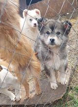 JORDIS, Hund, Mischlingshund in Kolkwitz - Bild 9