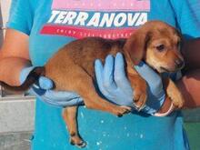 GEA, Hund, Mischlingshund in Italien - Bild 3