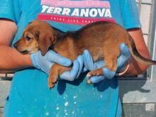 GEA, Hund, Mischlingshund in Italien - Bild 4