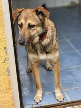 CONAN, Hund, Mischlingshund in Großröhrsdorf - Bild 1