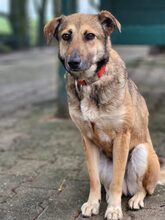 CONAN, Hund, Mischlingshund in Großröhrsdorf - Bild 2