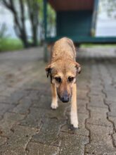 CONAN, Hund, Mischlingshund in Großröhrsdorf - Bild 3