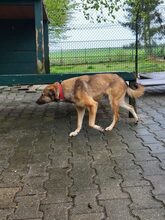 CONAN, Hund, Mischlingshund in Großröhrsdorf - Bild 4