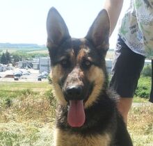 MERIDA, Hund, Schäferhund-Mischling in Slowakische Republik - Bild 1