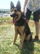 MERIDA, Hund, Schäferhund-Mischling in Slowakische Republik - Bild 2