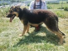 MERIDA, Hund, Schäferhund-Mischling in Slowakische Republik - Bild 3